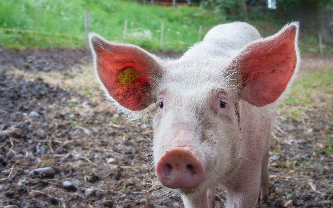 Curso de gestión sostenible de purines porcinos